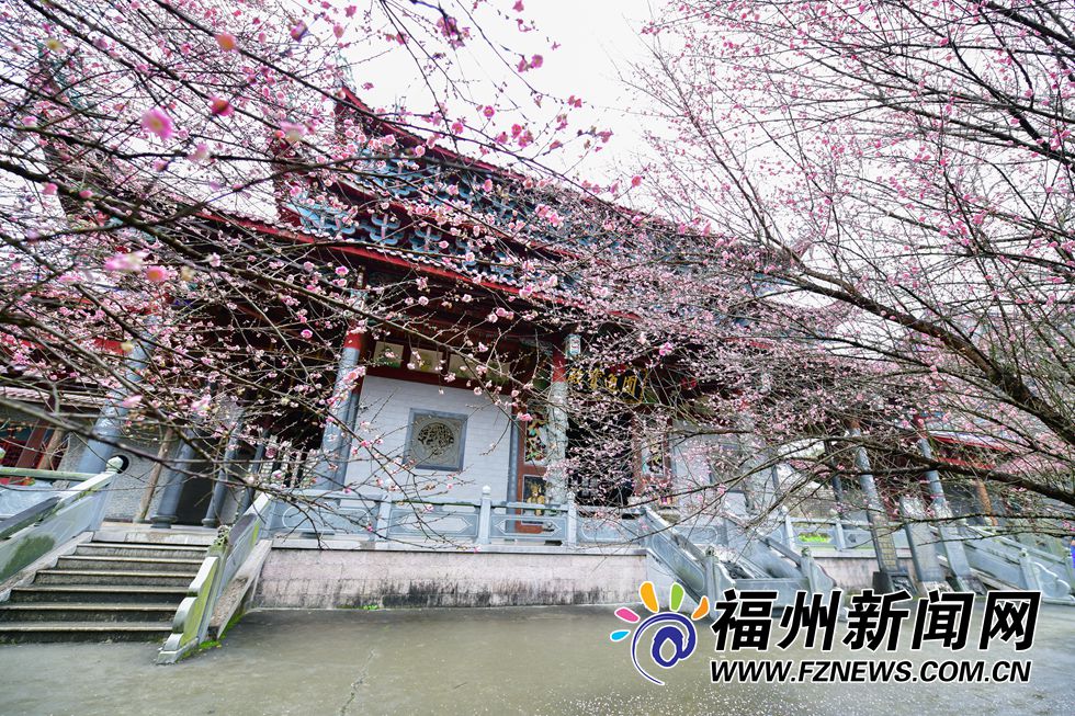 林阳禅寺梅花盛开 千年古刹吐露芬芳