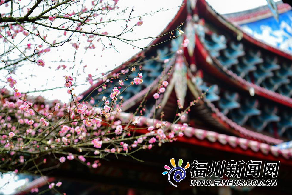 林阳禅寺梅花盛开 千年古刹吐露芬芳