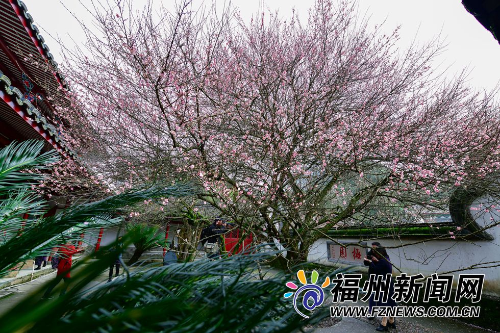 林阳禅寺梅花盛开 千年古刹吐露芬芳