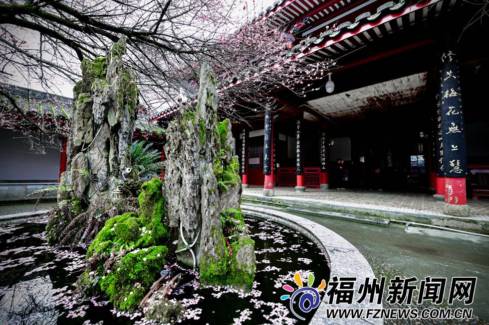 林阳禅寺梅花盛开 千年古刹吐露芬芳