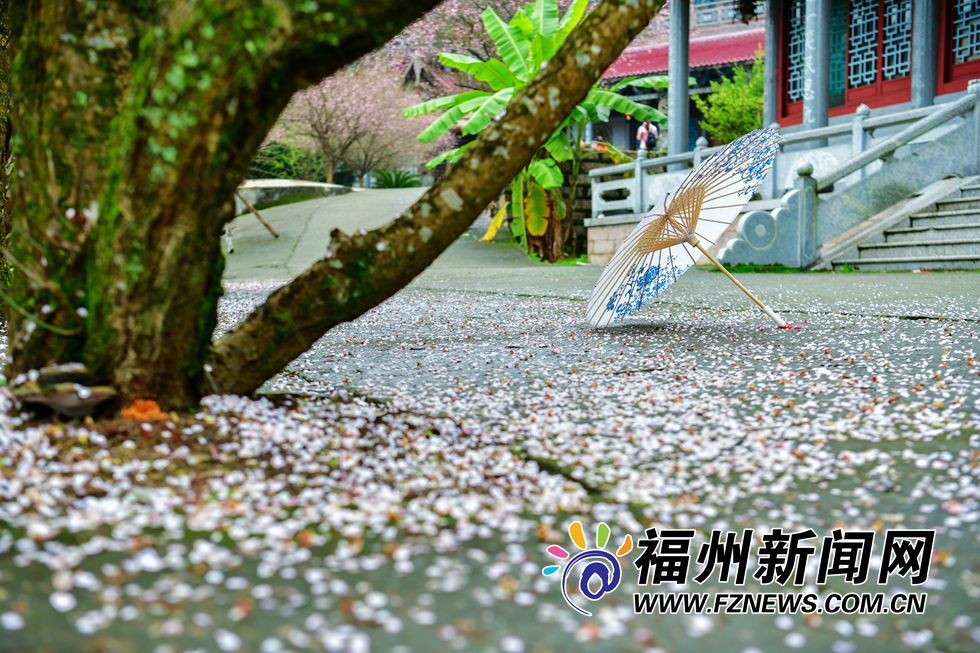 林阳禅寺梅花盛开 千年古刹吐露芬芳