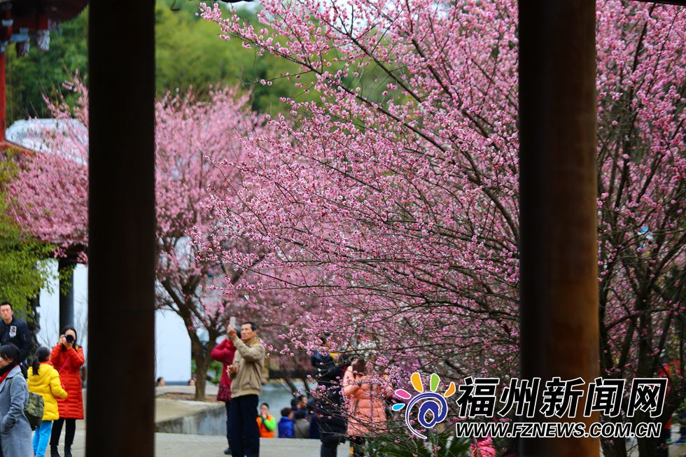 林阳禅寺梅花盛开 千年古刹吐露芬芳