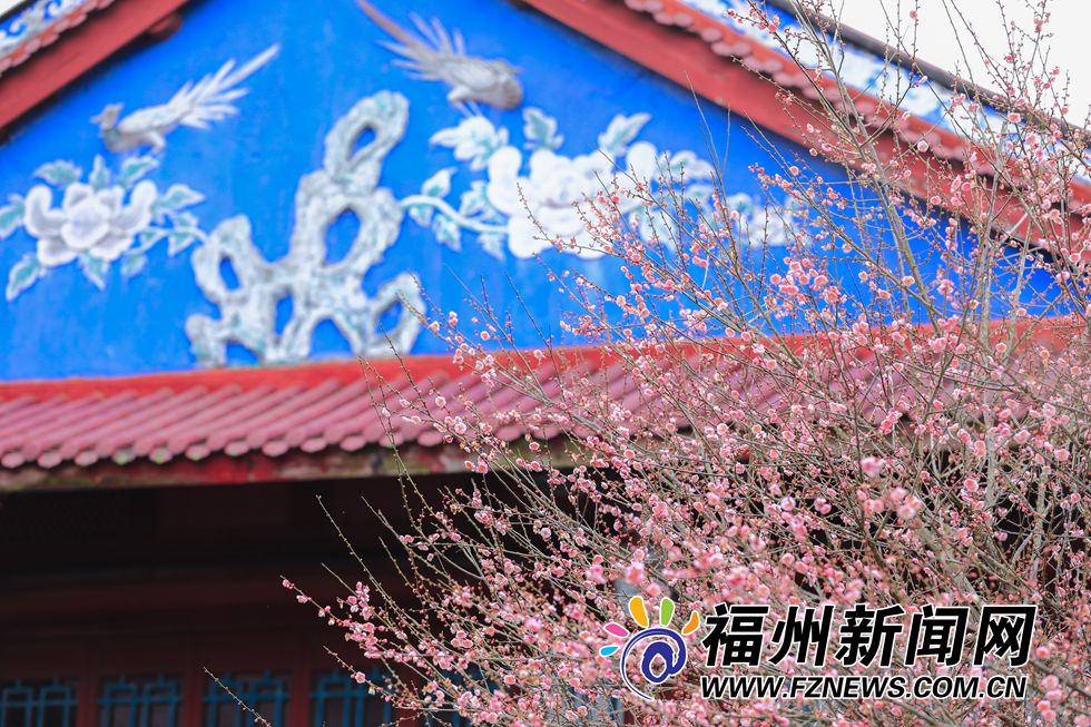 林阳禅寺梅花盛开 千年古刹吐露芬芳