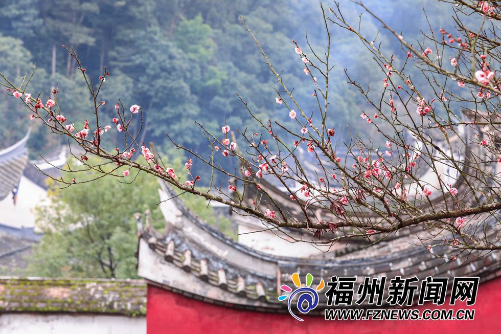 林阳禅寺梅花盛开 千年古刹吐露芬芳