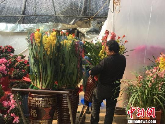 春节添彩　福州花卉市场现“买花潮”