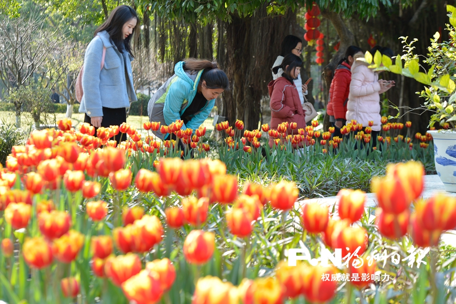 西湖左海迎春花展即将开幕