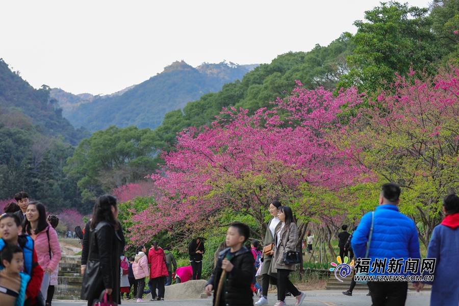 福州樱花渐入佳境 森林公园迎樱花季