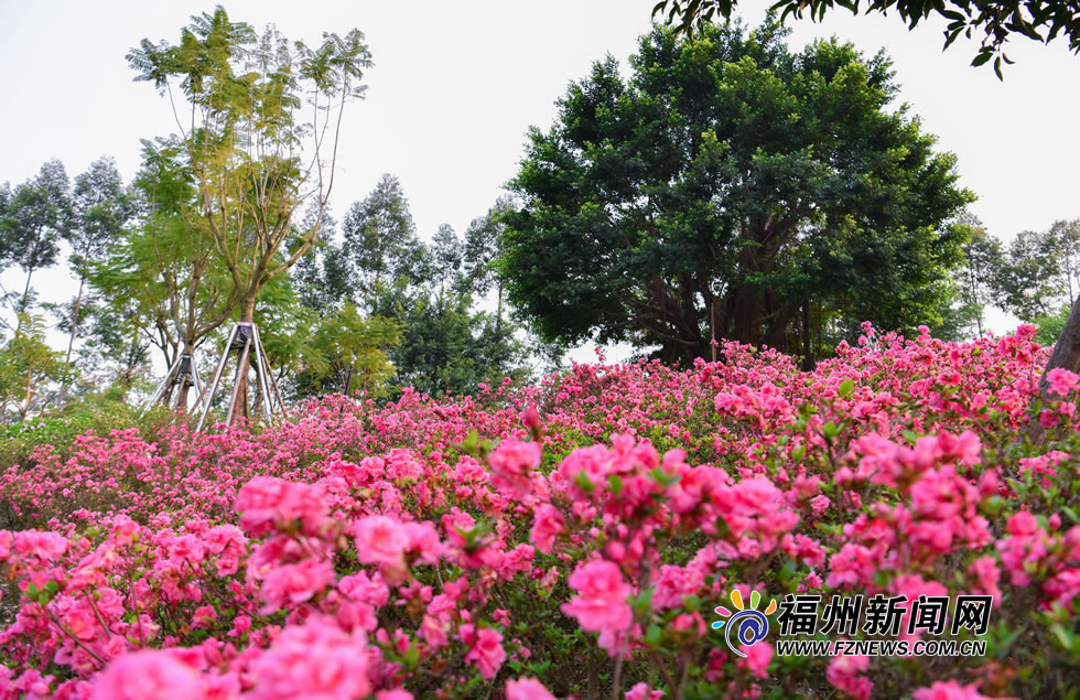 福州杜鹃花似锦 万紫千红踏春来