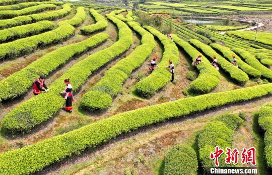 福州连江：产茶重镇 畲族村民采茶忙