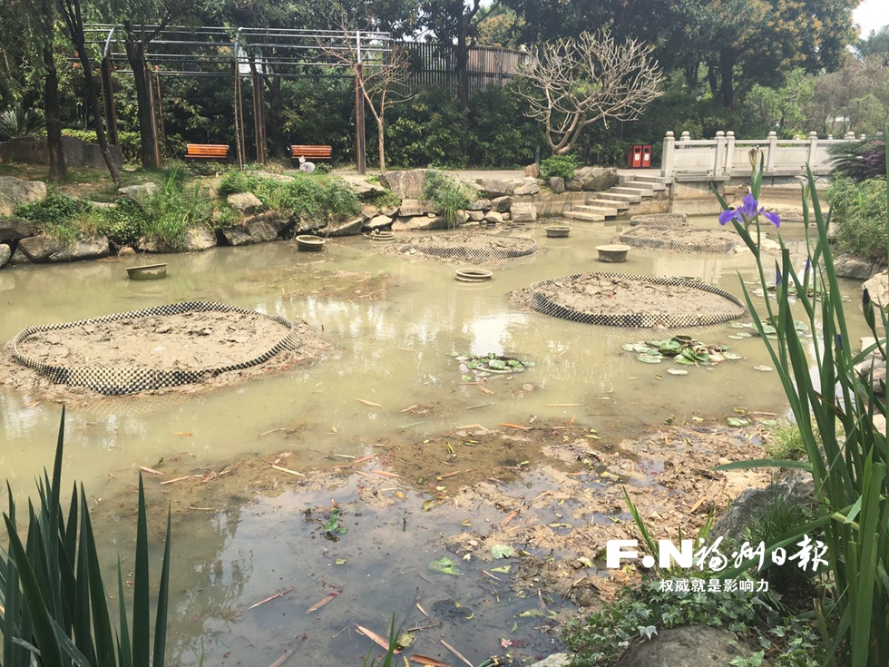 福州茶亭公园搭起“宝座”　将采用基台种植王莲