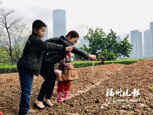 福州市民雨中播种波斯菊 下月花海公园迎来开花季