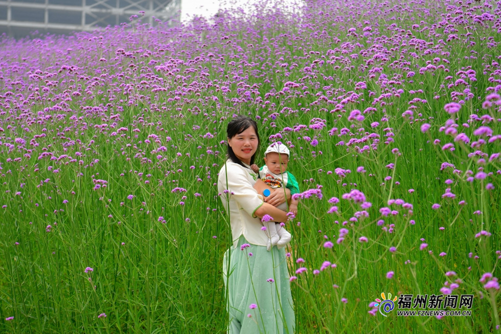 市区里的紫色花田　福州花海公园柳叶马鞭草盛开