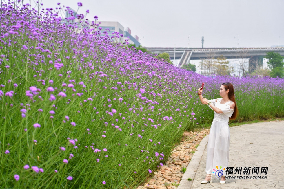 市区里的紫色花田　福州花海公园柳叶马鞭草盛开