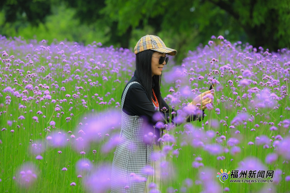 市区里的紫色花田　福州花海公园柳叶马鞭草盛开