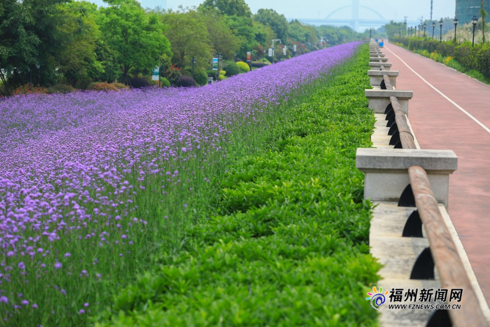 市区里的紫色花田　福州花海公园柳叶马鞭草盛开