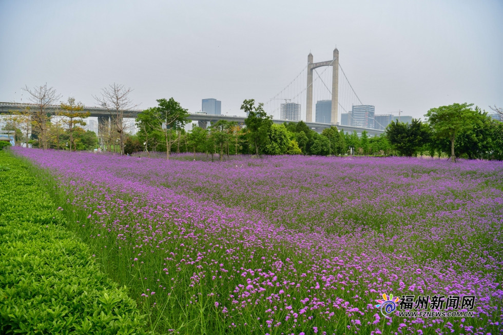 市区里的紫色花田　福州花海公园柳叶马鞭草盛开