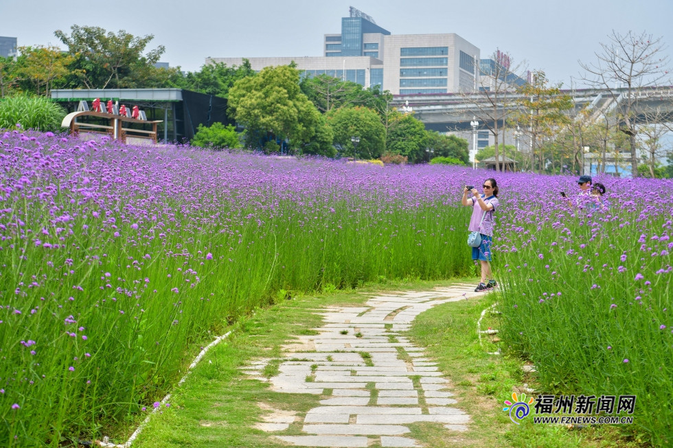 市区里的紫色花田　福州花海公园柳叶马鞭草盛开