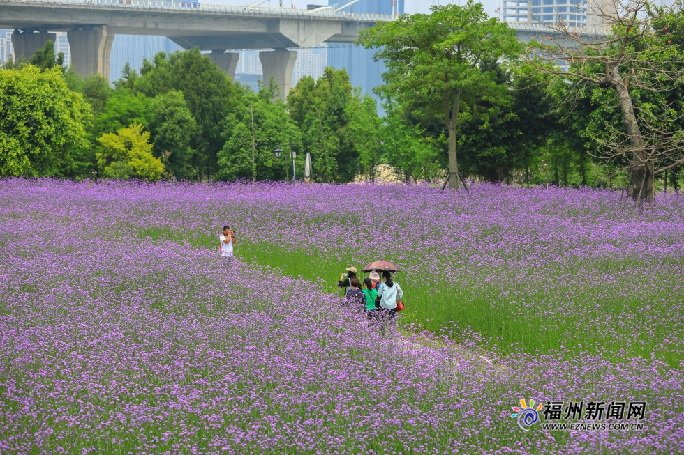 市区里的紫色花田　福州花海公园柳叶马鞭草盛开