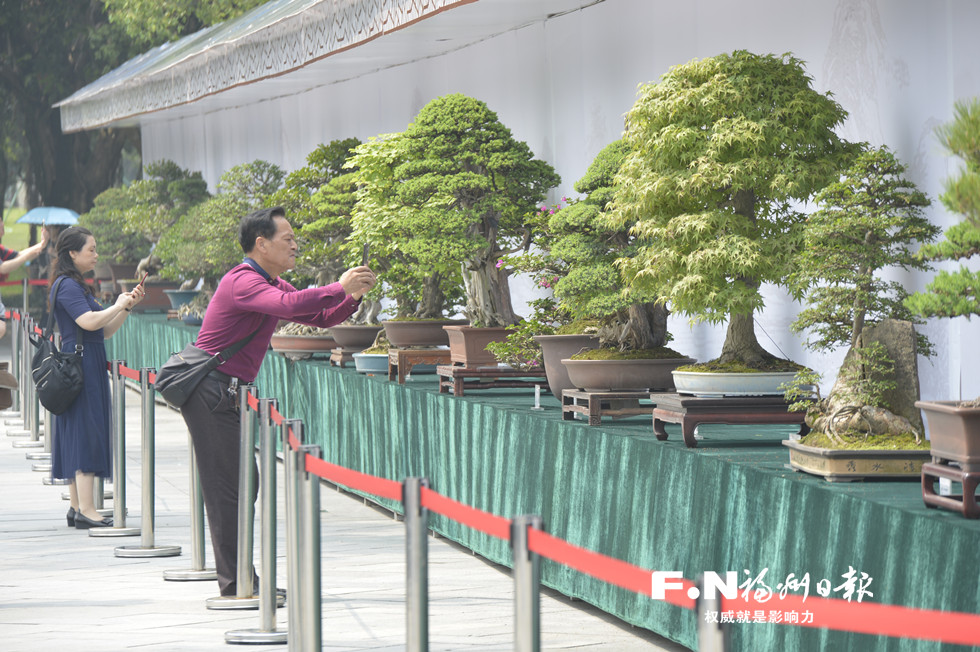 福州苏州盆景联展人气旺　文明观展需牢记