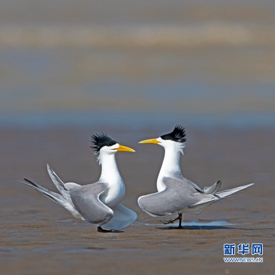 闽江口湿地成为全球濒危鸟类聚集地