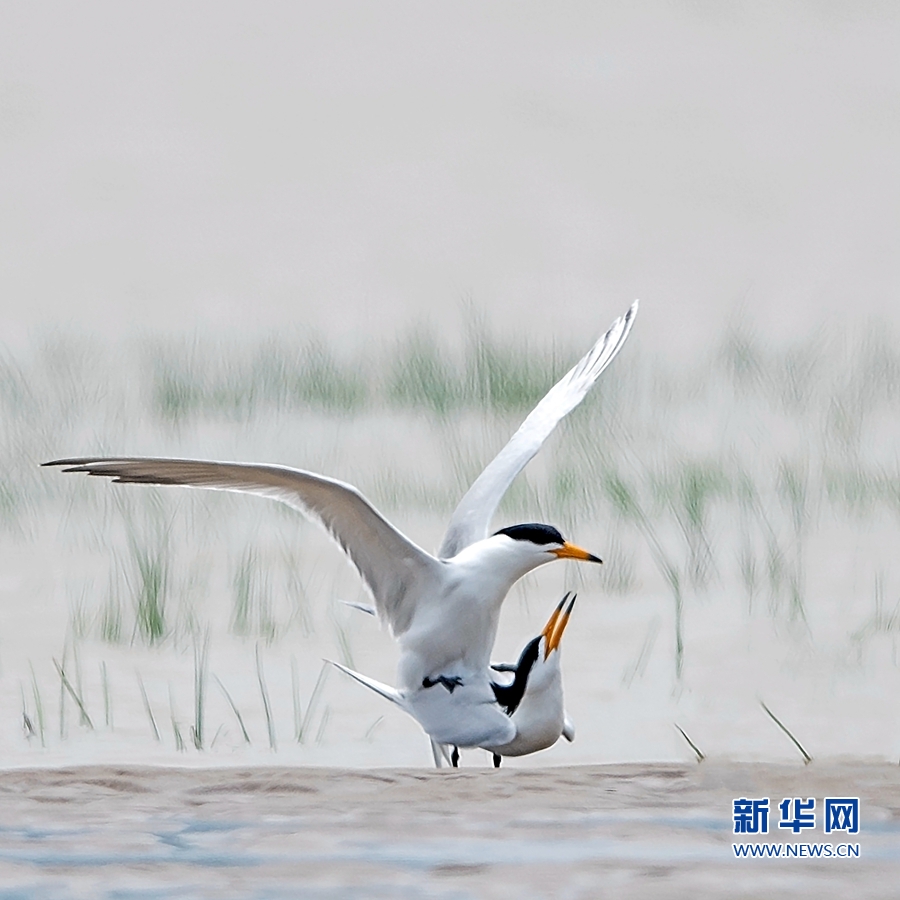 闽江口湿地成为全球濒危鸟类聚集地