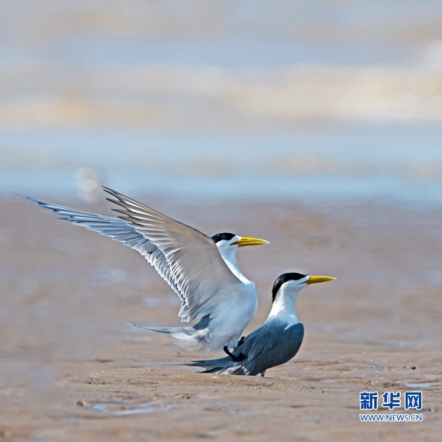 闽江口湿地成为全球濒危鸟类聚集地