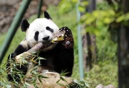 （社会）（1）全球唯一大熊猫三胞胎姐姐“萌萌”成功交配