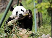 （社会）（1）全球唯一大熊猫三胞胎姐姐“萌萌”成功交配