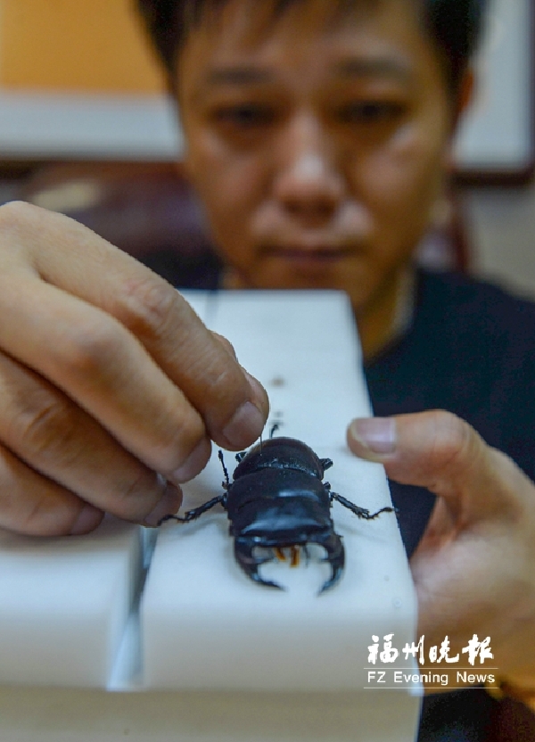 福州“虫痴”玩虫30多年　标本能摆满整座房