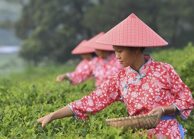 （经济）（1）广西兴业：种植茶叶助增收