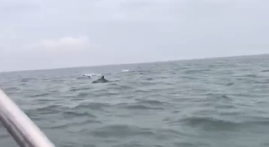 罕见！平潭网友拍下一群海豚靠近平潭牛山岛海域