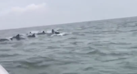 罕见！平潭网友拍下一群海豚靠近平潭牛山岛海域