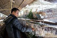 不顾父母反对放弃城里事业 罗源汉子回乡当兔倌