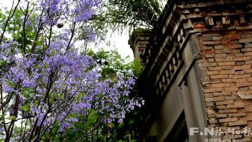 “考试花”蓝花楹装扮榕城　福州多地可欣赏(图)