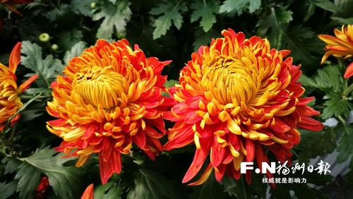 西湖菊展今日开展 罕见“十丈珠帘”重出江湖
