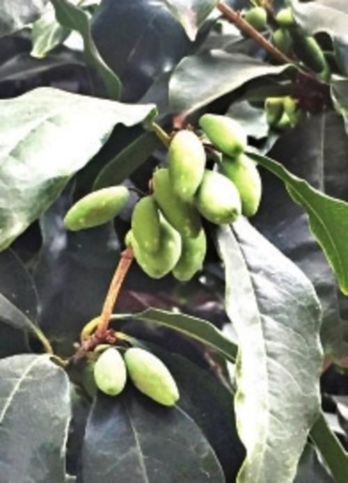 福州三坊七巷桂花结果 园林专家：属正常现象