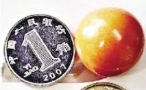 ▲2015年，石狮永宁王天勇夫妇发现的珍珠