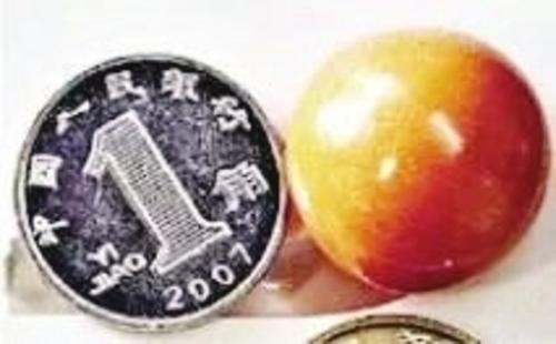 ▲2015年，石狮永宁王天勇夫妇发现的珍珠