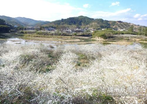 月洲村李花盛放 美丽乡村名闻遐尔