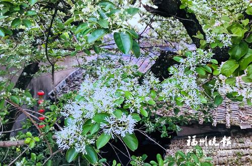 马鞭草织紫毯 流苏花白似雪