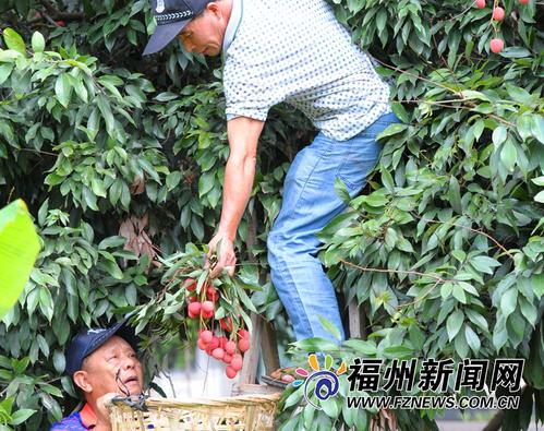 闽江滋养古荔园 美景非名画堪比