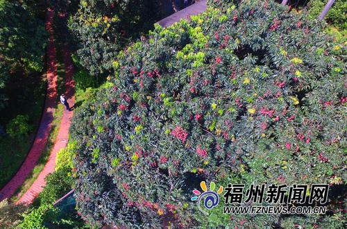 闽江滋养古荔园 美景非名画堪比