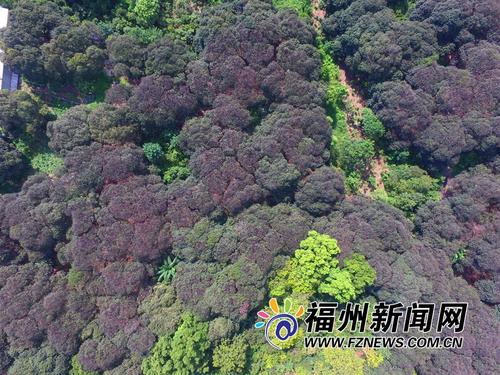 闽江滋养古荔园 美景非名画堪比