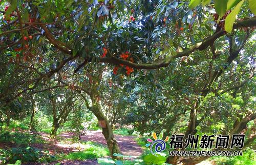 闽江滋养古荔园 美景非名画堪比