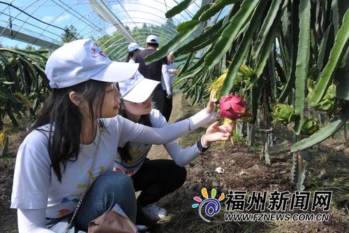 前洋村农业采摘走“高端”体验之路