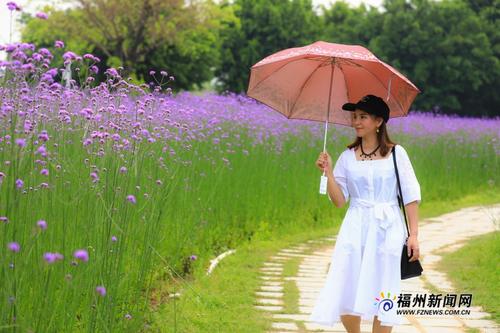 市区里的紫色花田　福州花海公园柳叶马鞭草盛开