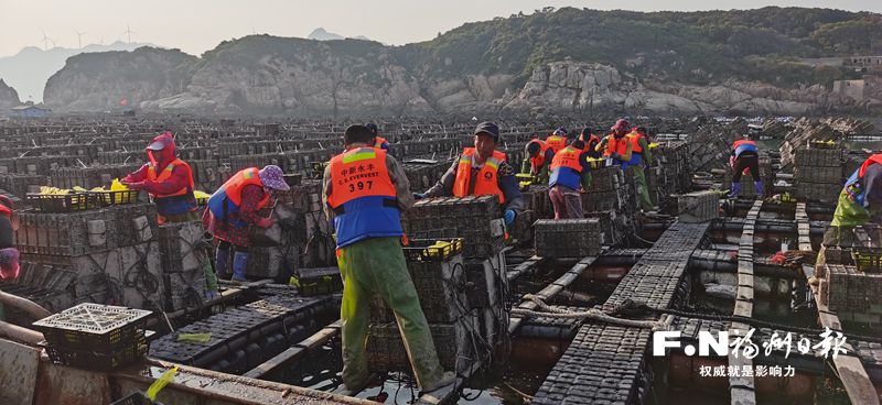 连江绿盘鲍规模化育苗成功 今年投苗量可达6亿粒