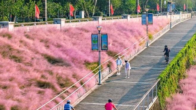 连江“粉雾海”上线
