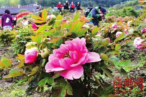 侯希辰 肖春道 文/图)春风春雨中,闽侯大湖雪峰寺的南国牡丹园里,万株