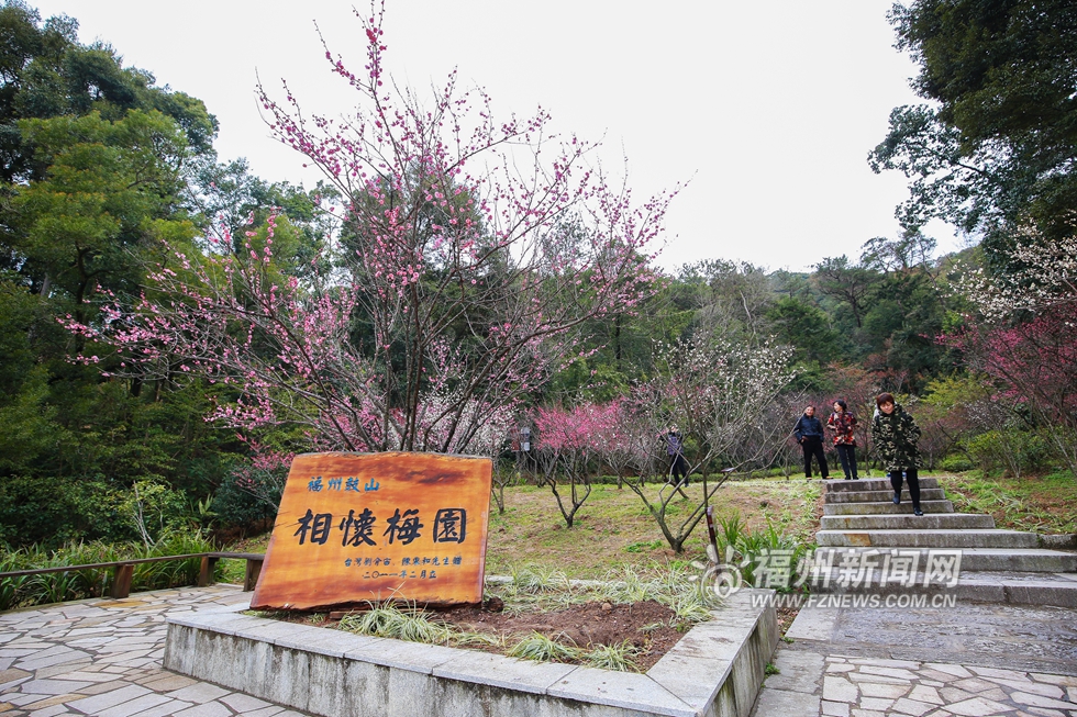 鼓山梅里梅花開 青山難掩好顏色 -福州 - 東南網